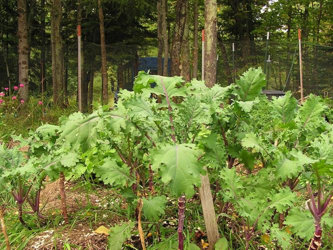 Greens grow