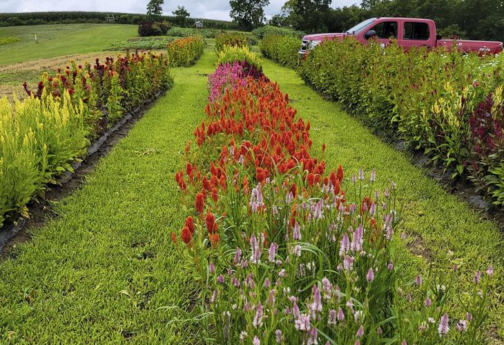 Rows of celosia
