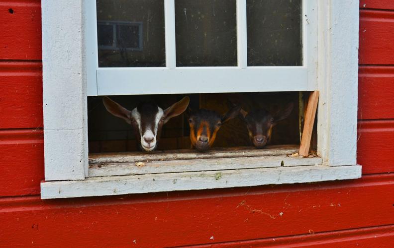 Does peek out