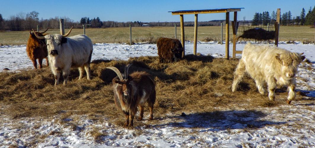 Mini-Highland cattle and goat