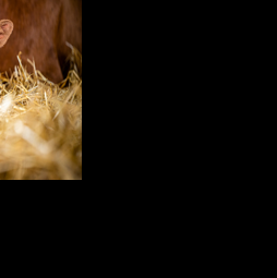 Understand dystocia, prepare for difficult calving