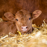 Understand dystocia, prepare for difficult calving