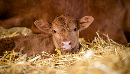 Calf