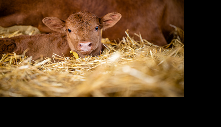 Calf
