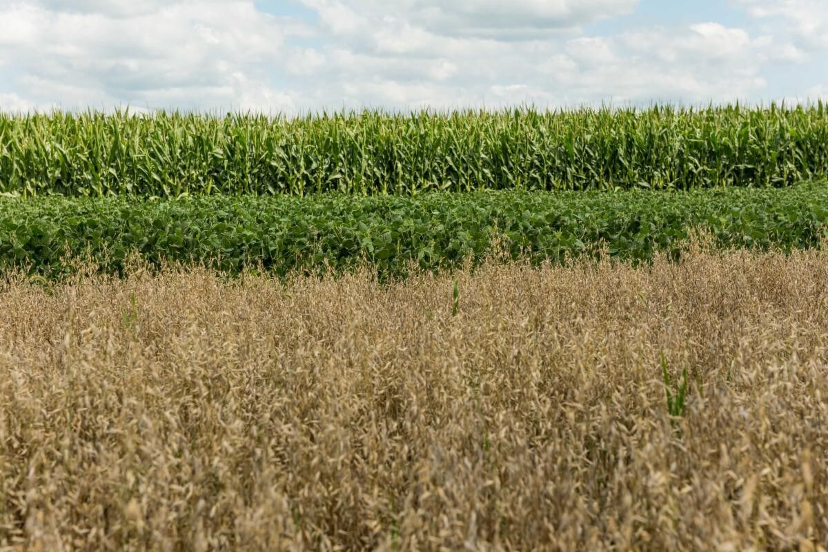 Crop rotation