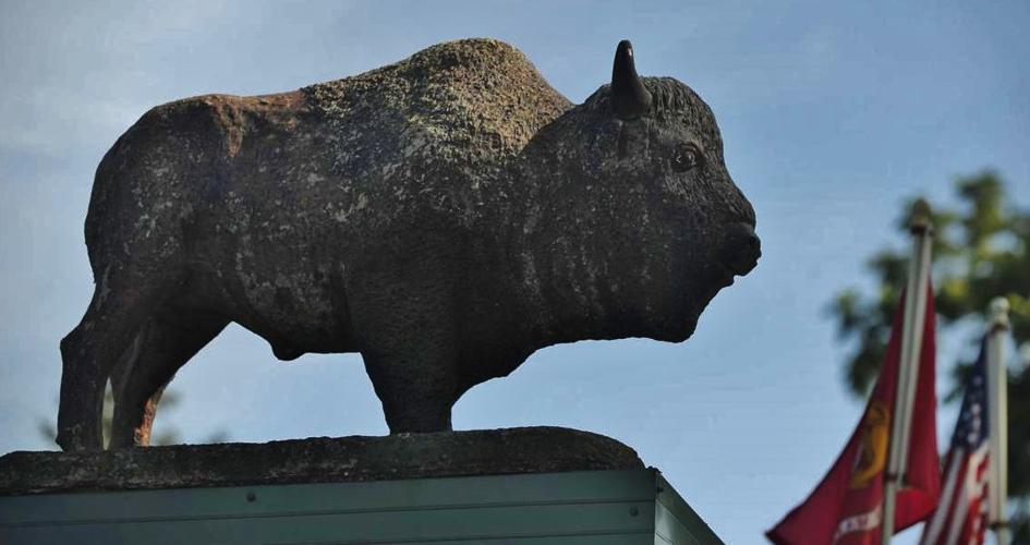 Bison statue
