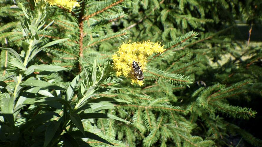 Bee