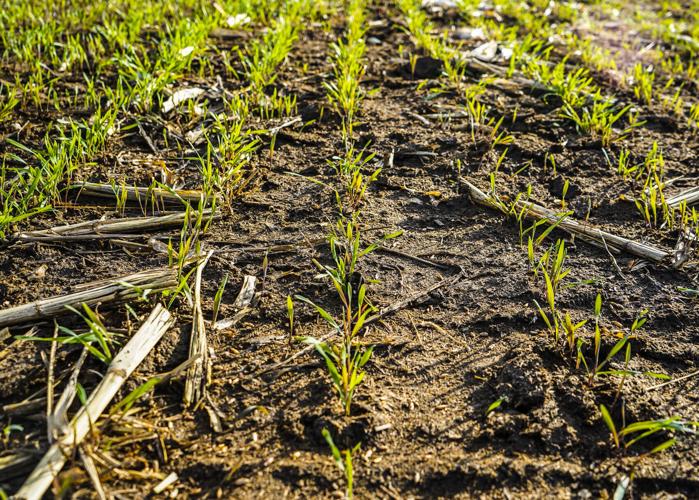 Cover crop in corn field