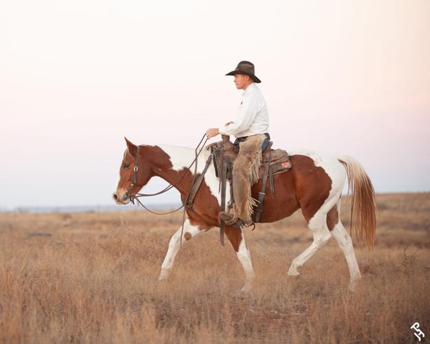 Horse Breeds American paint 2.jpg