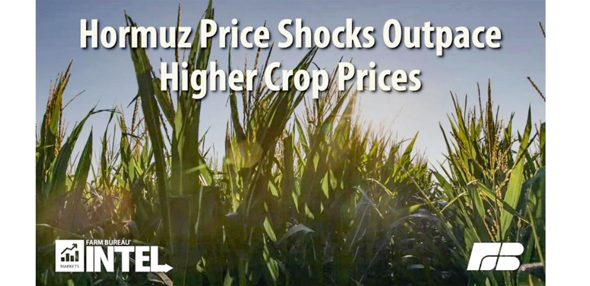 Hormuz price shocks
