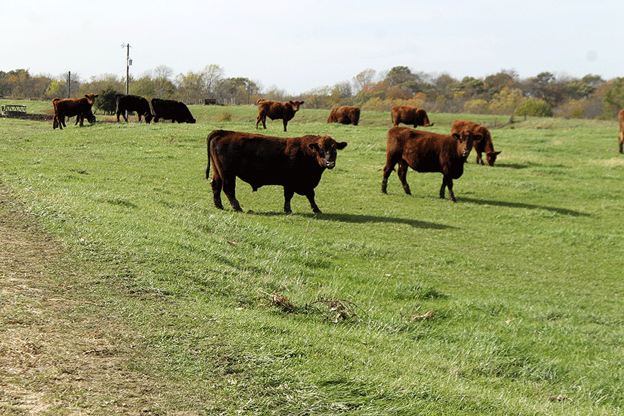 anaplasmosis cattle