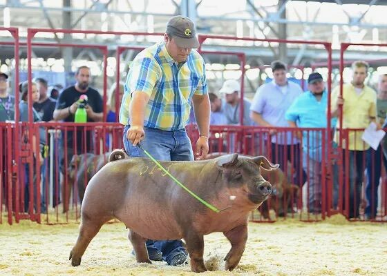 Duroc hogs.jpeg