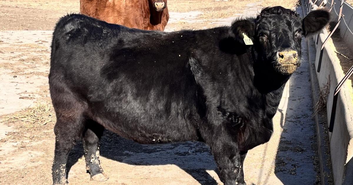 Cod Fat Cattle Fat cattle market outlook: $2 just a dream