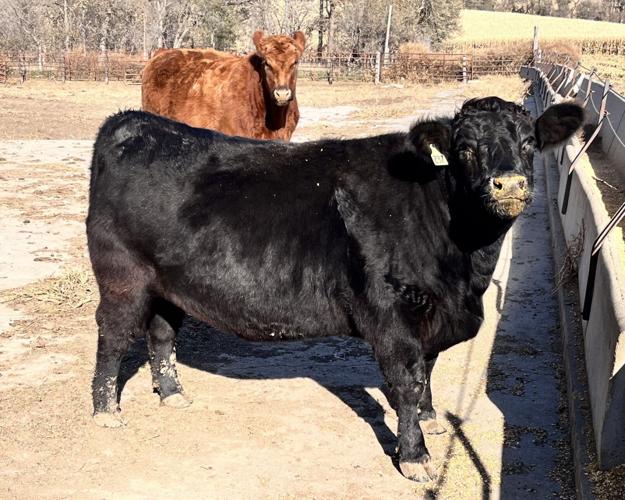 Beef summit 1.JPG