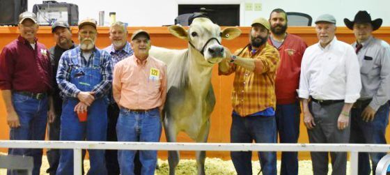 Top seller in 2020 Southwestern National Brown Swiss sale