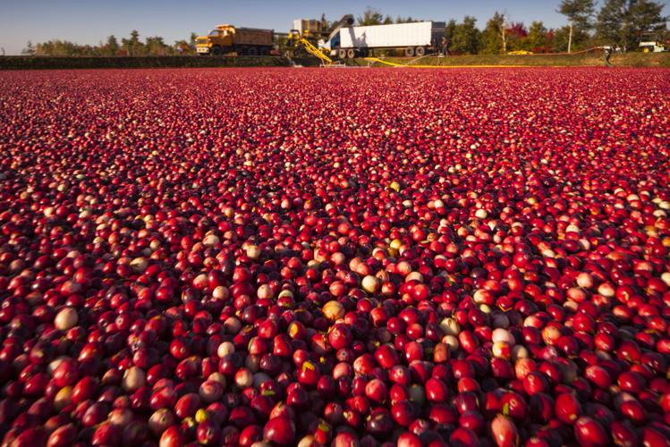 20140926_Cranberry_052.JPG