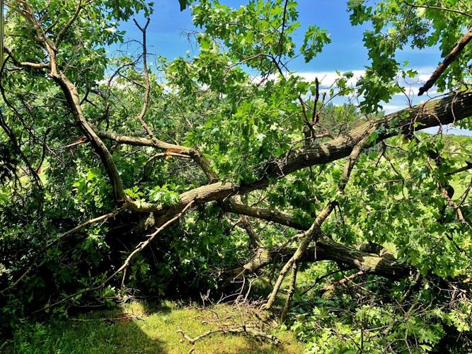 Two branches fall
