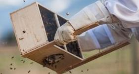 Beekeepers transferring bees