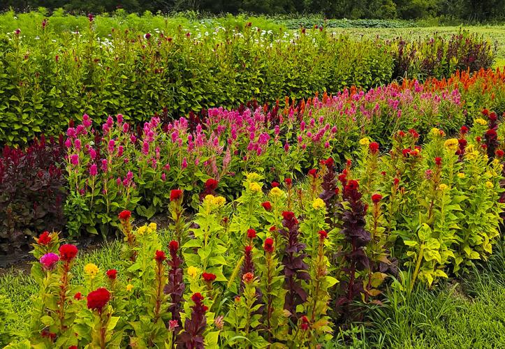Celosia at different heights