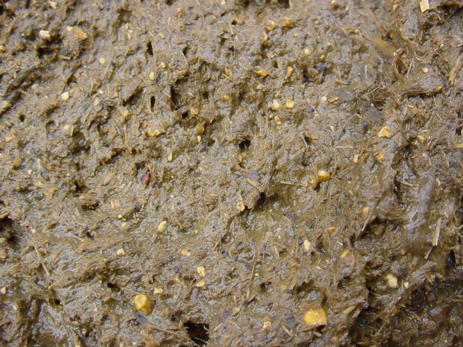 Too much grain in manure