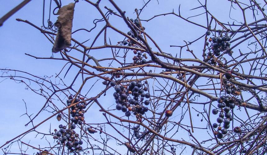 Wild grapes