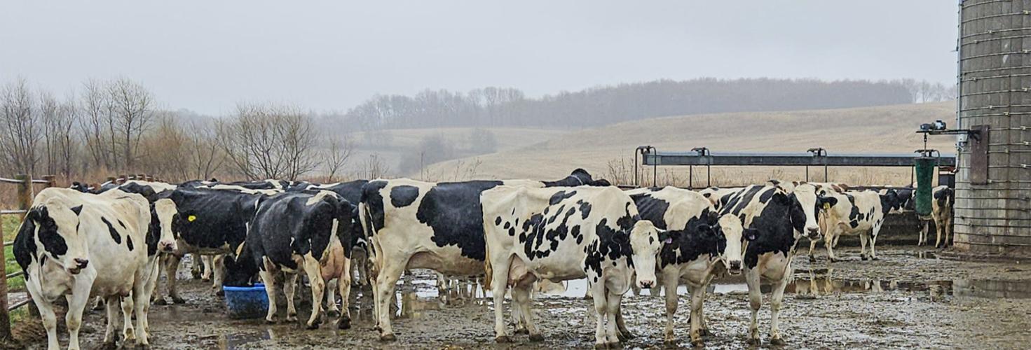 Holstein dairy cows