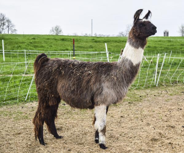 'Mellow,' the guardian llama