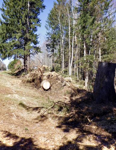 Stumps