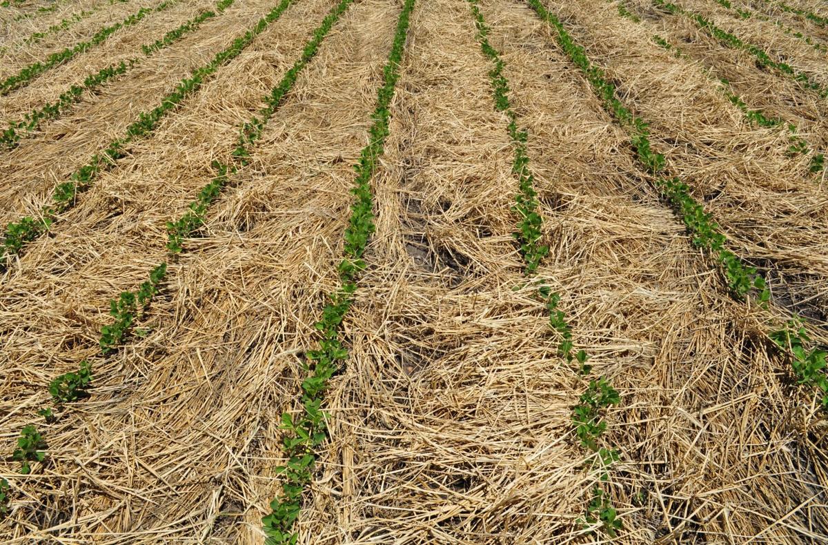 Soybeans in rye