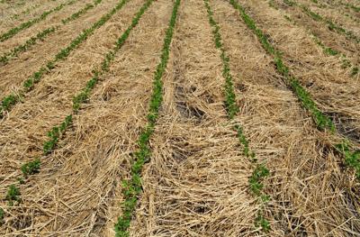Soybeans in rye