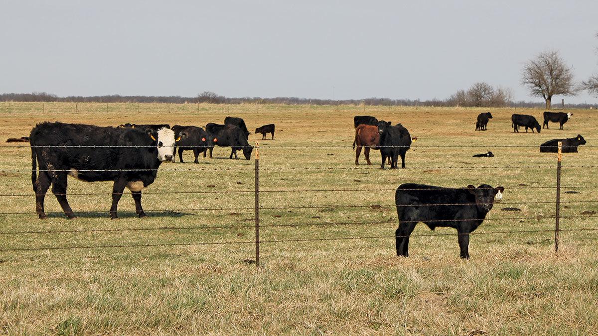 Beef cattle in pasture