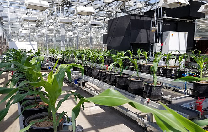 Greenhouse conveyor system