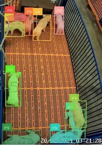 Pig monitoring