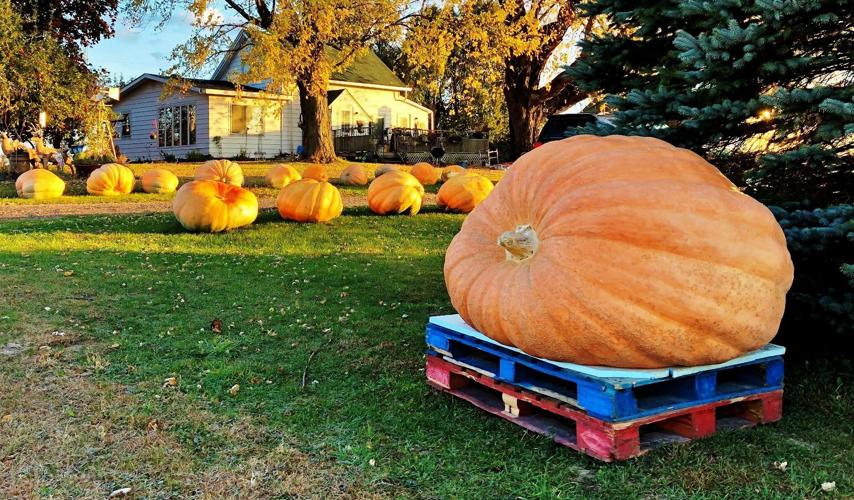 Giant pumpkin