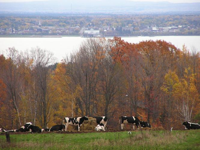 Dairy cattle in field