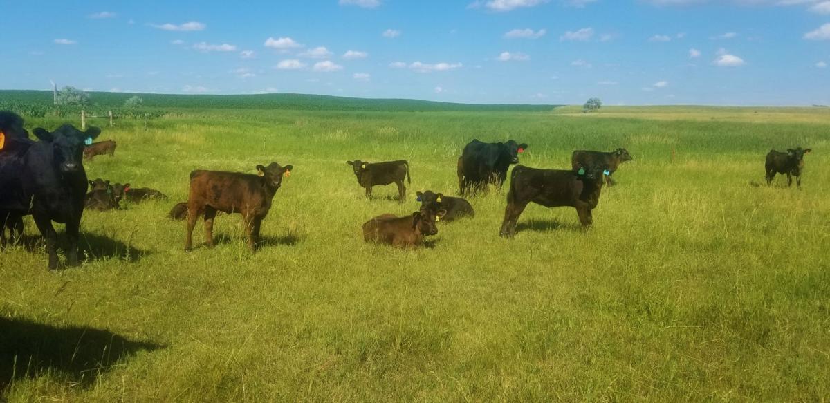 Beef calves eat in pasture