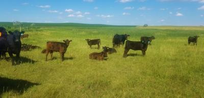 Beef calves eat in pasture