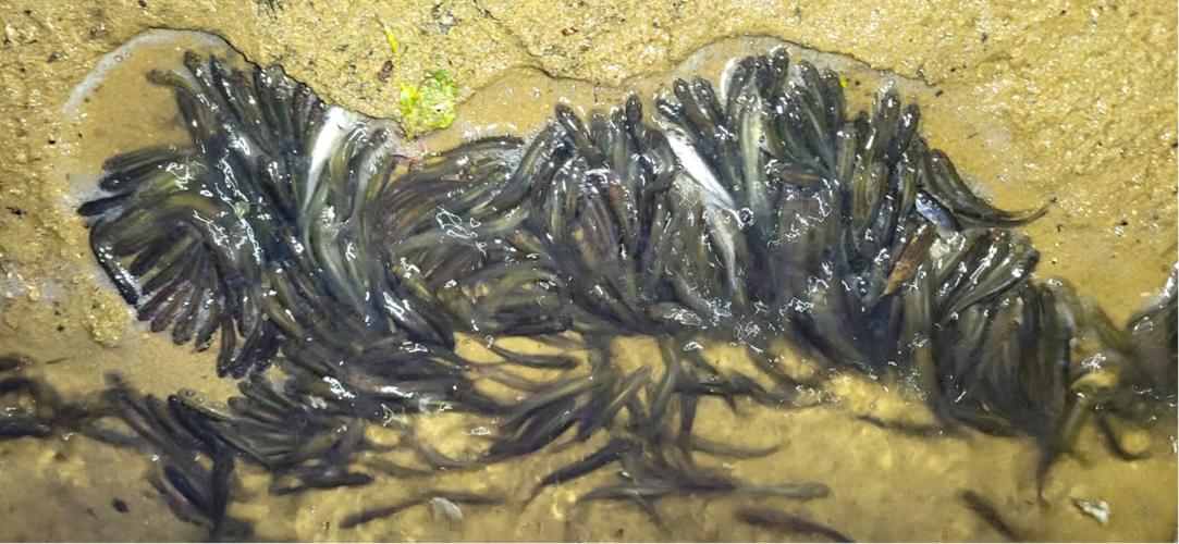 Minnows
