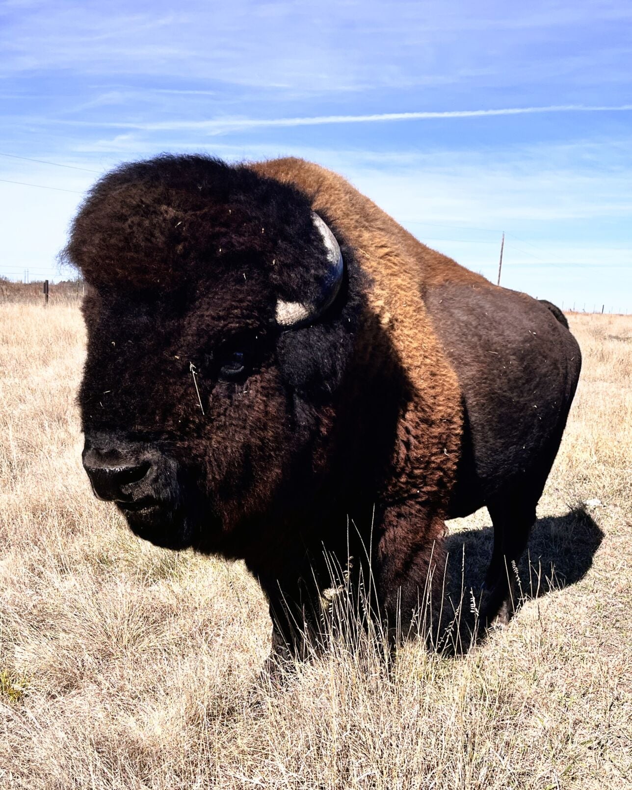 Meister bison 5.JPG