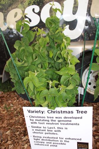 Christmas Tree soybean variety