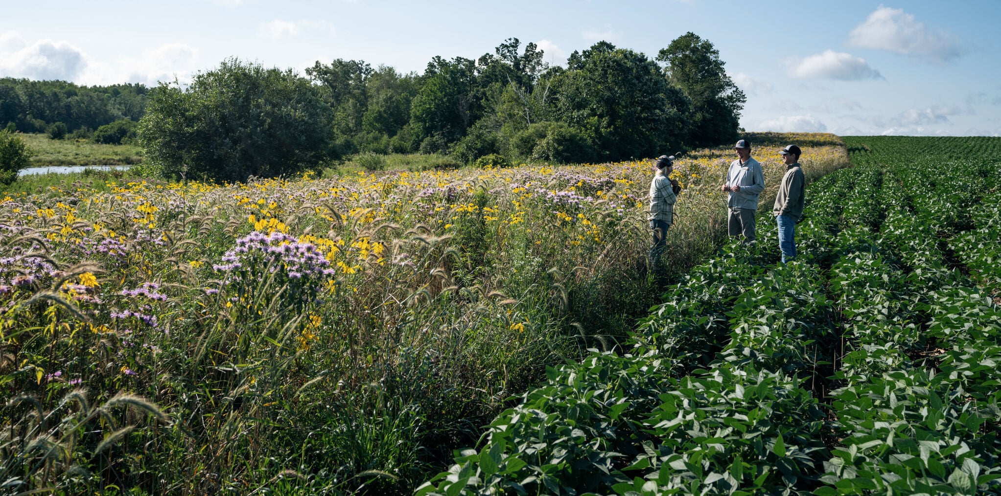 Prairie restoration