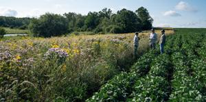 Prairie restoration