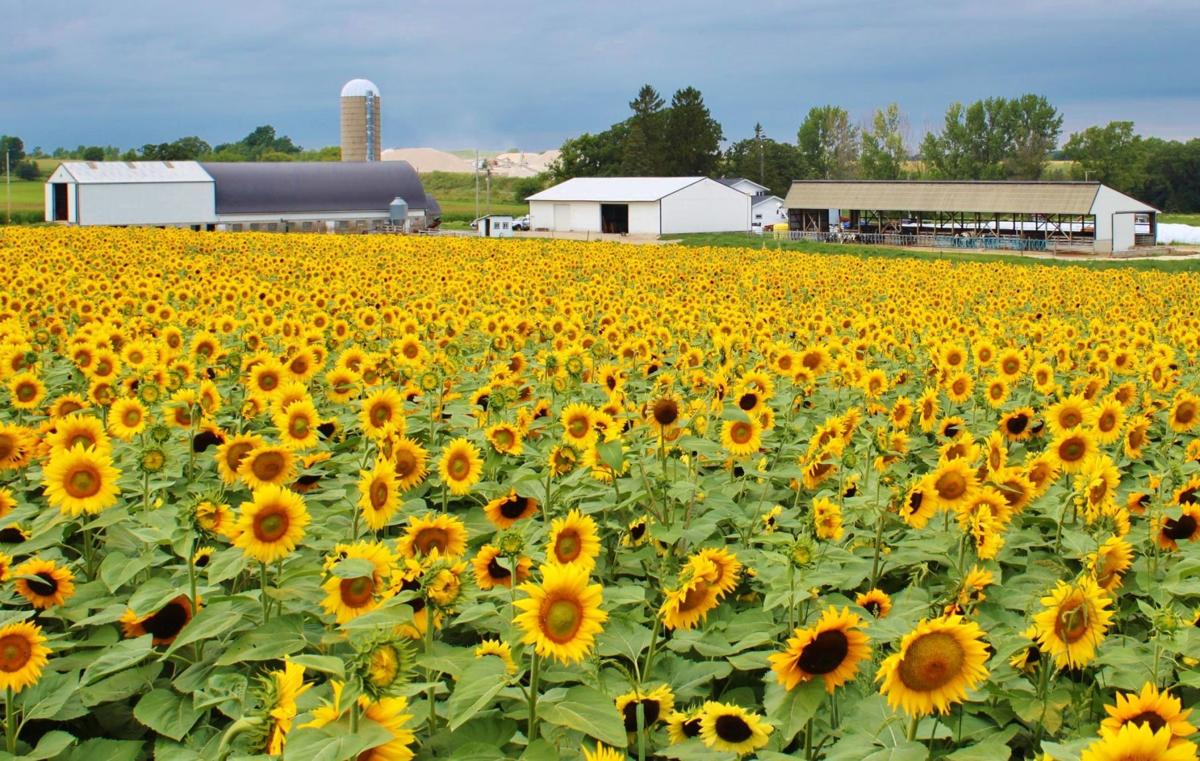 Dairyproducer sunflowers honor veterans