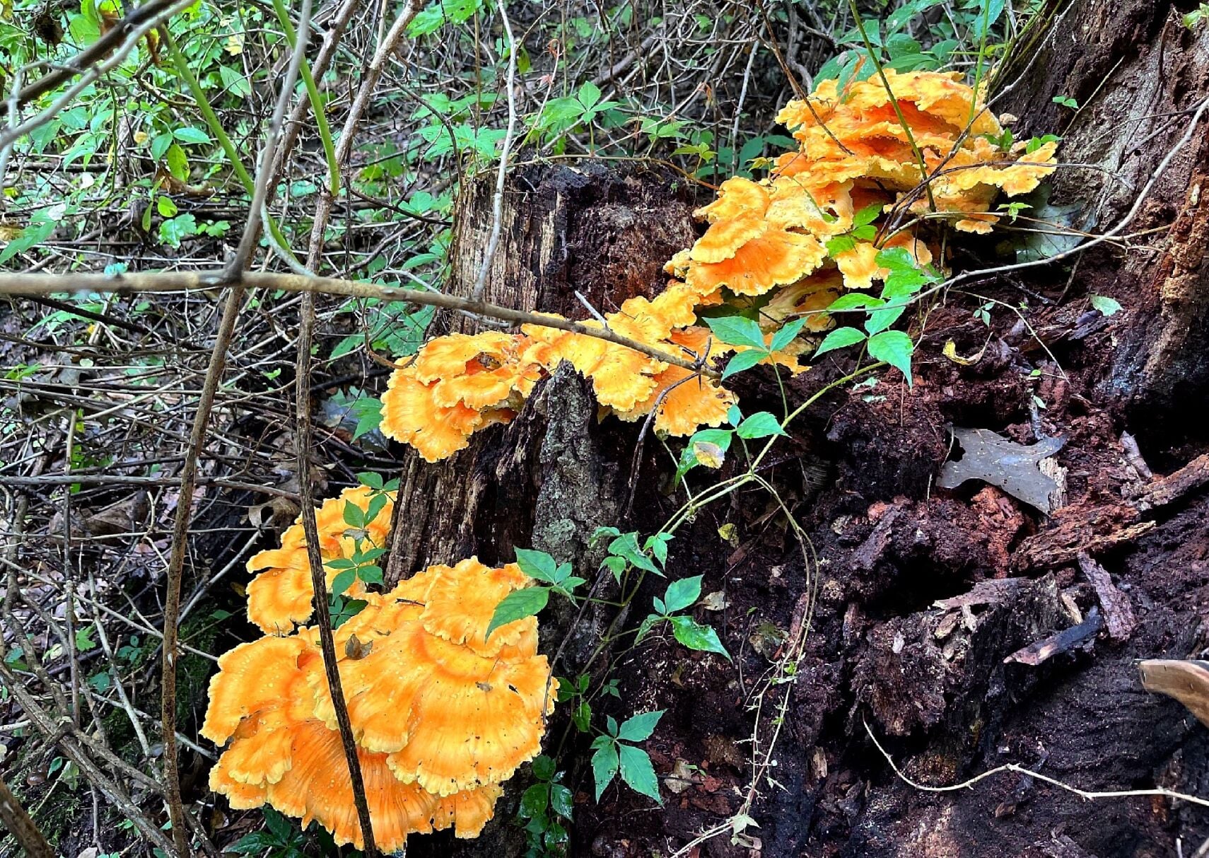 Mushrooms