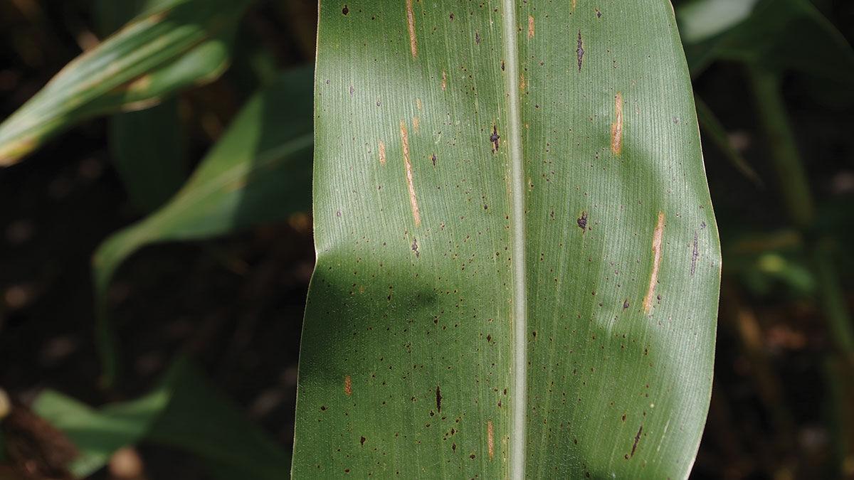 Tar spot on leaf