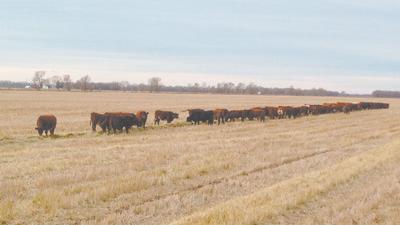 Group of Shorthorns