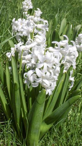 White flowers