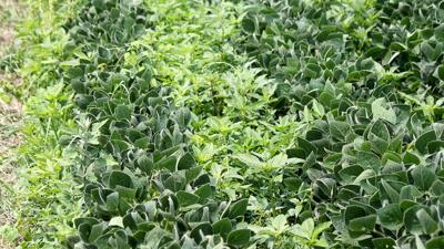 soybeans-and-weeds