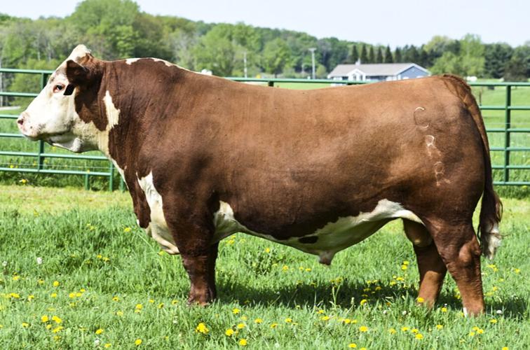 Levitate Hereford bull