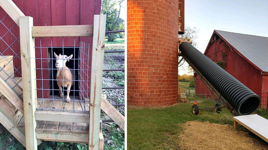Petting zoo and slide